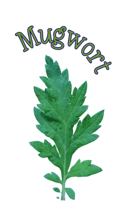 Mugwort mugwort